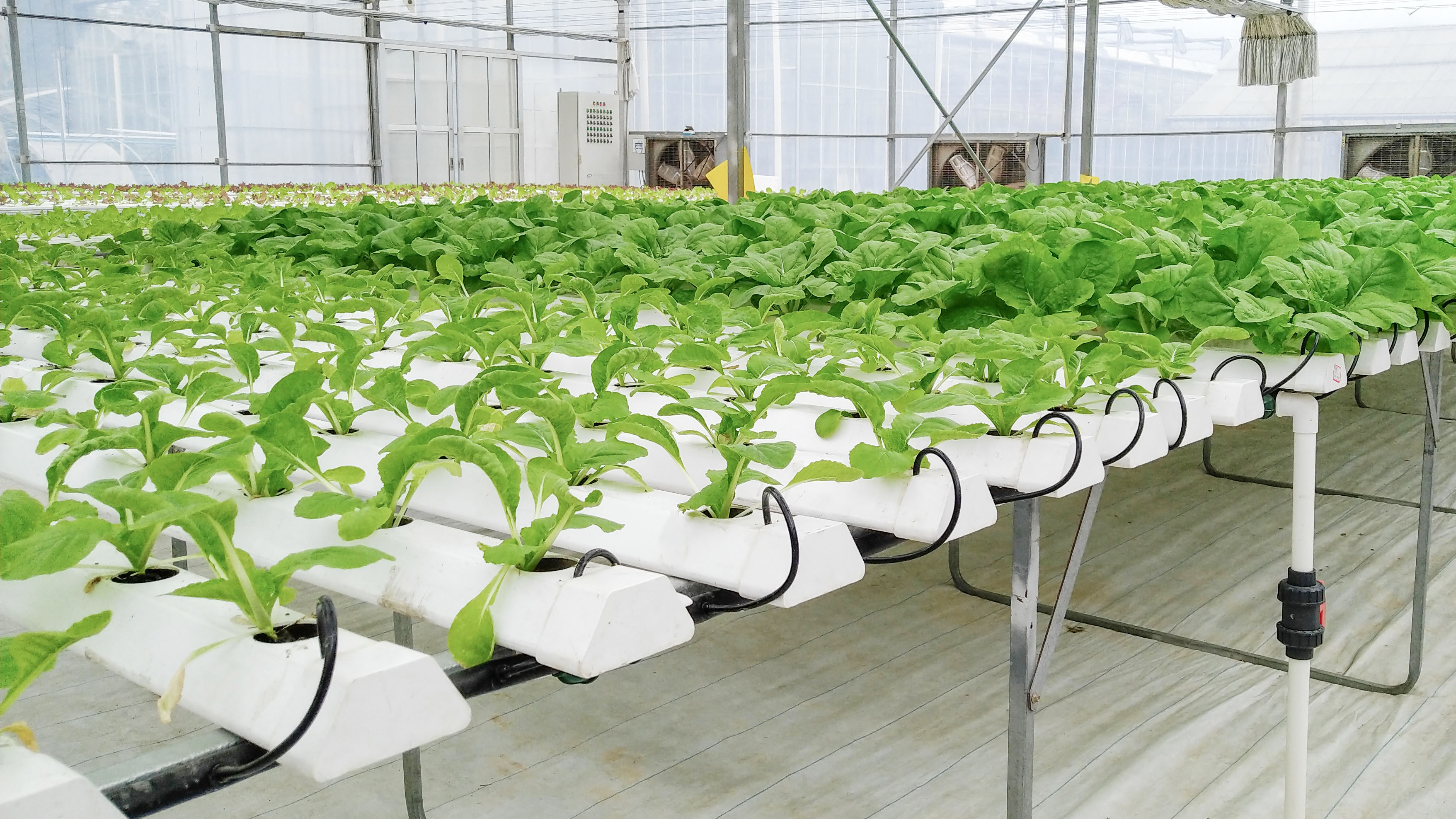 Understand the leaf vegetable NFT cultivation tank