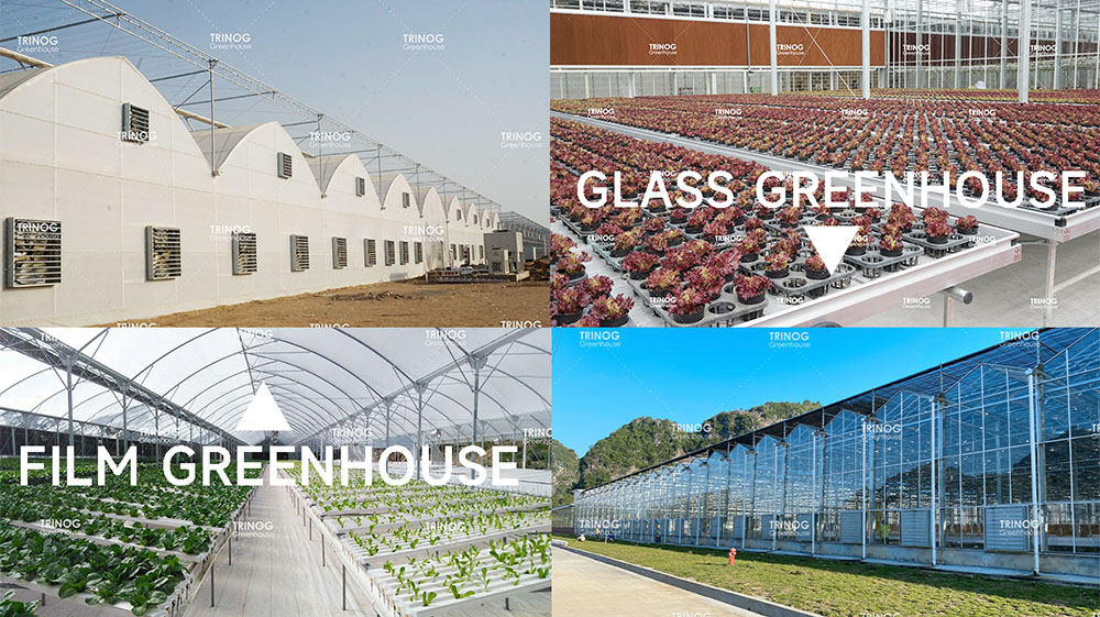 Differences Between Film Greenhouse and Glass Greenhouse