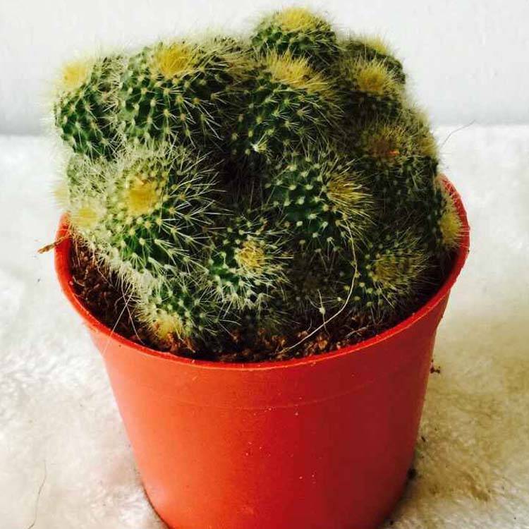 Echinocactus grusonii Cactus រុក្ខជាតិក្នុងផ្ទះ Ungrafted Cactus ដែលមានទំហំខុសៗគ្នា