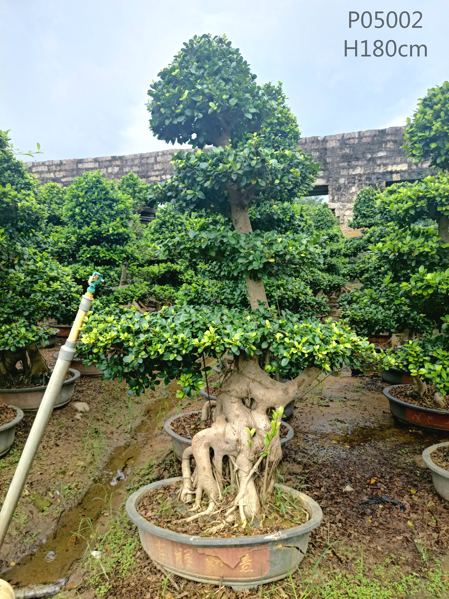 China Lieferant Ficus Shantou Wurzel Fiucs Microcarpa Schöner Ficus Bonsai mit 170-200 cm