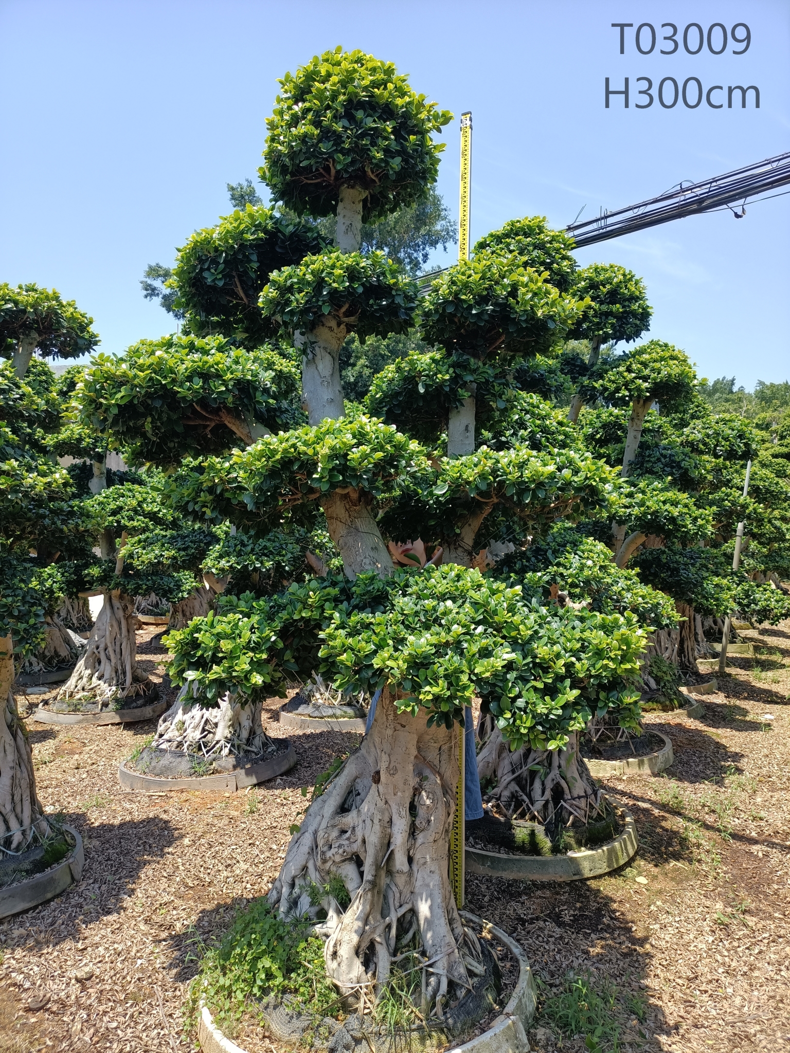 China Different Size Old Fiucs Microcarpa Outdoor Plants Ficus Stump Ficus Bonsai