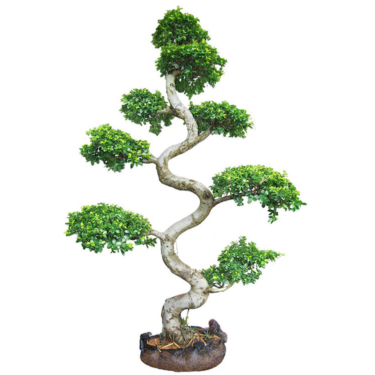Ficus Gốc lạ Ficus S Hình dạng đẹp Cây Ficus ghép Ficus Microcarpa
