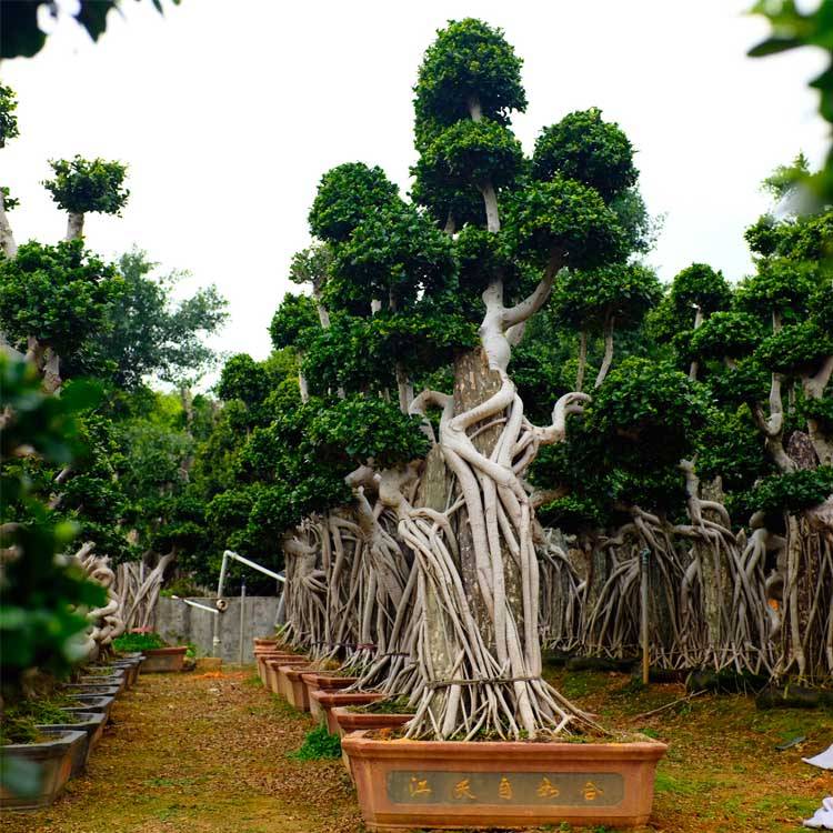 Yakasarudzika Chimiro Ficus Muti Une Yakasiyana Size Ficus Dombo Shape Ficus Microcarpa