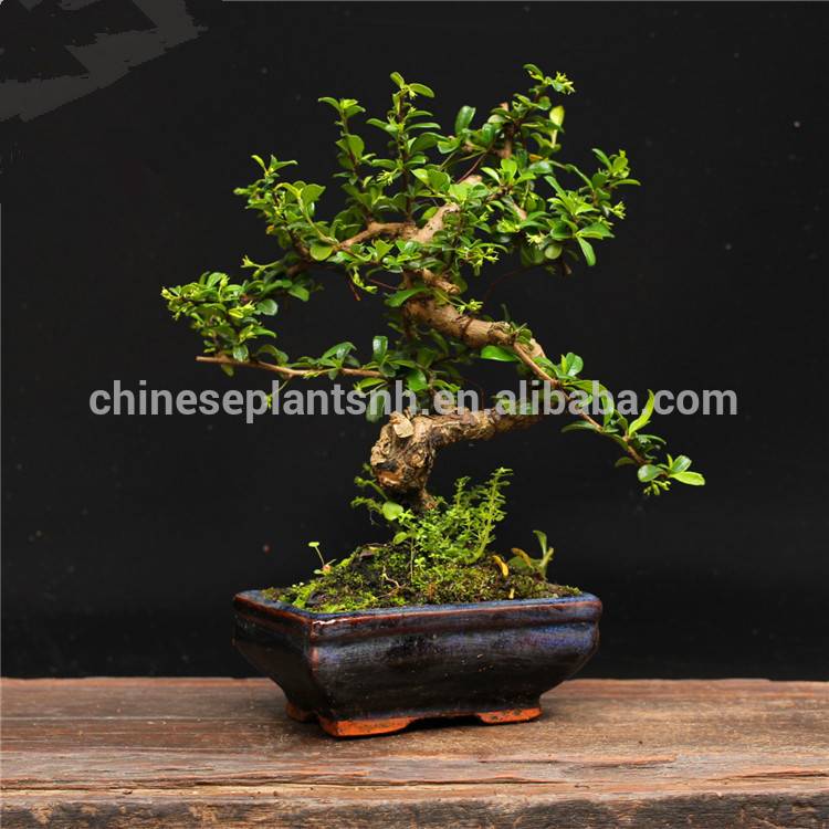 Carmona Macrophylla Fukien Tea 15cm S lögun lítill Bonsai inni planta