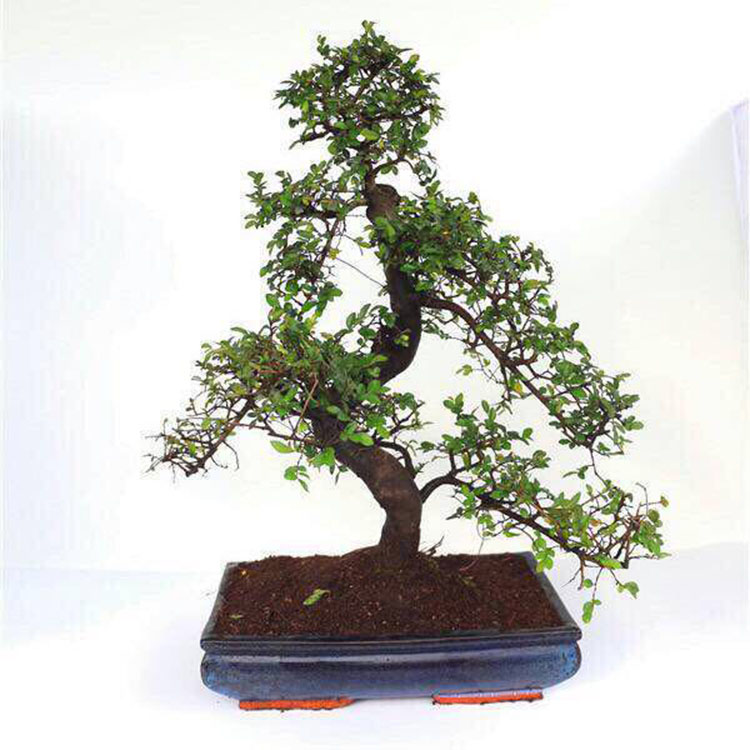 ହଳଦୀ Zanthoxyllum Piperitum mini bonsai 15cm S ଆକୃତି ବନସାଇ ଗଛ ଜୀବନ୍ତ ଉଦ୍ଭିଦ ଇନଡୋର ପ୍ଲାଣ୍ଟ |