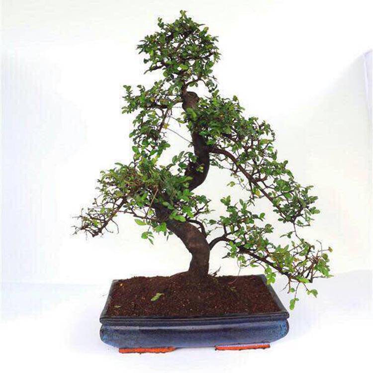 LIGUSTRUM SINENSE mini bonsai 15cm S forma, bonsai zuhaitz bizidun landare barruko landarea