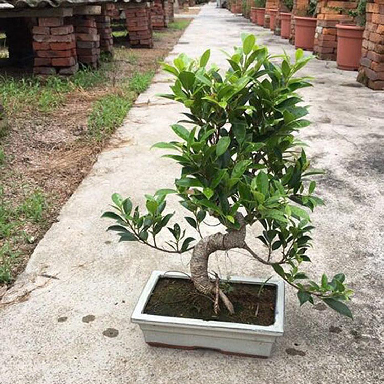 PORTULACARIA AFRA CRASSULA lítill bonsai 15cm S lögun bonsai tré lifandi planta inni planta