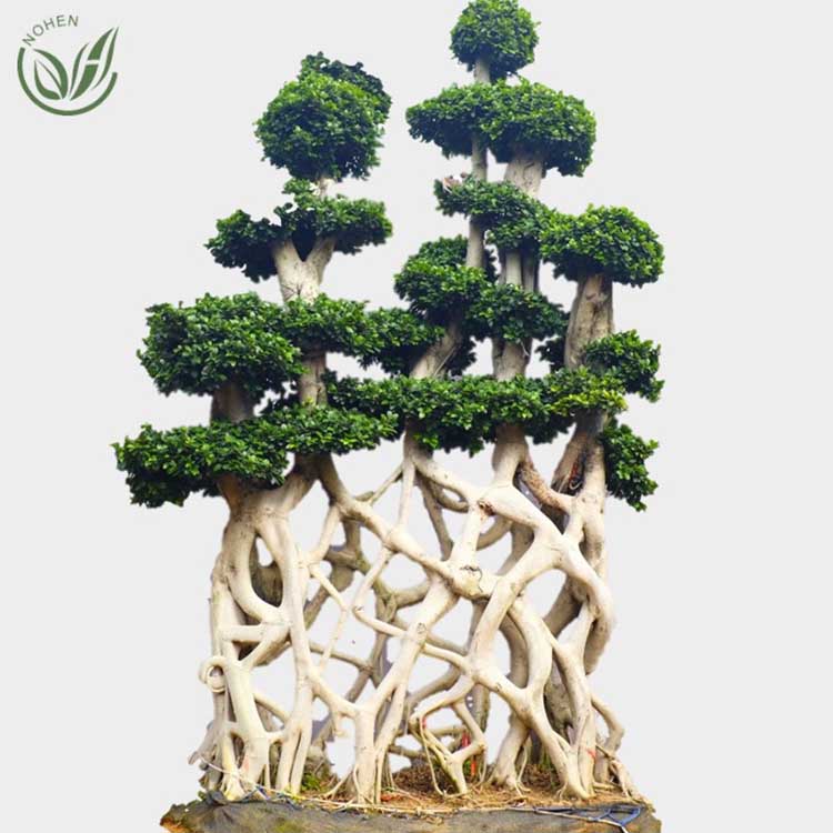 La Chine offre une forme nette de Ficus Ficus Microcarpa Fiucs
