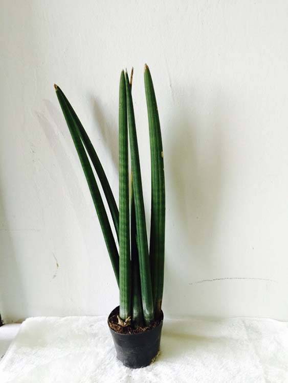 China Hot Sale Middile Desk Plants Sansevieria cylindrica Bojer Featured Image