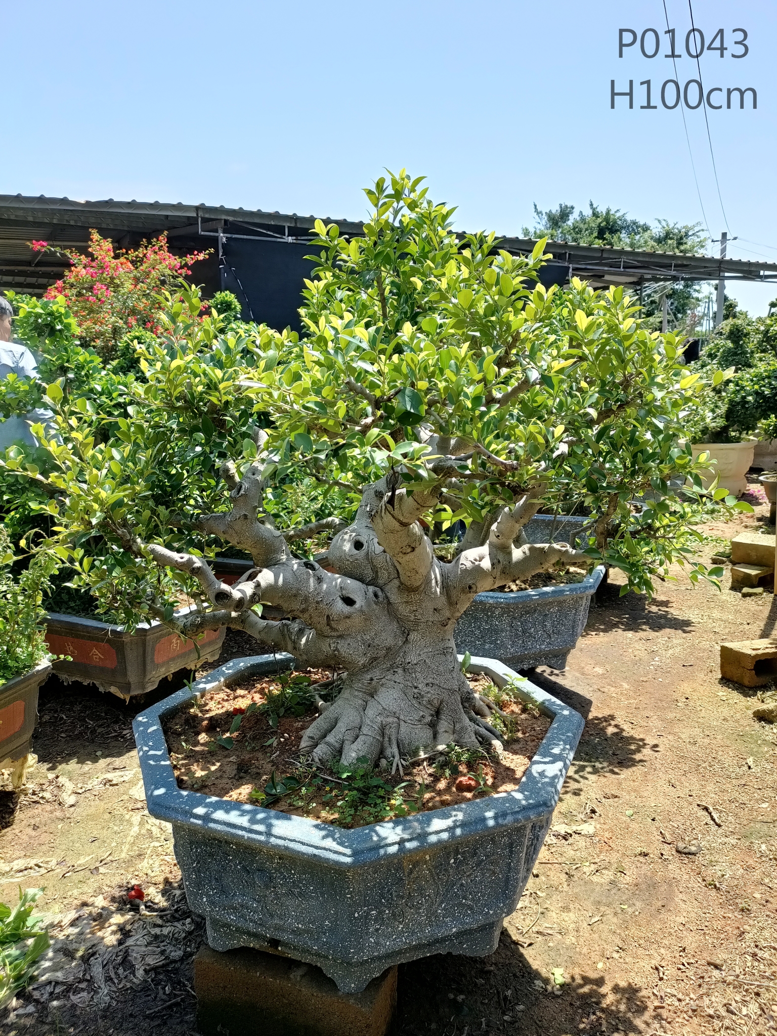 Girman Sinanci Daban-daban Tsohuwar Fiucs Microcarpa Tsire-tsire na waje Ficus Stump Ficus Bonsai