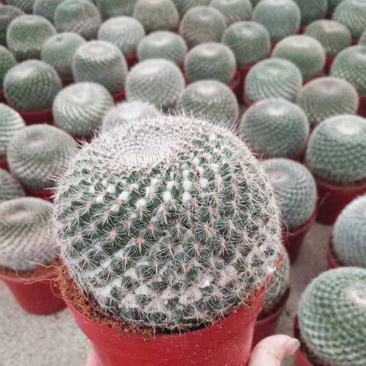 Txinako hornitzailea Tamaina ezberdineko kaktus barruko landareak txertatu gabeko kaktusak