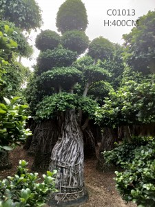 Ficus Air Root XL Андоза Фурӯши гарм Ficus Bonsai F...