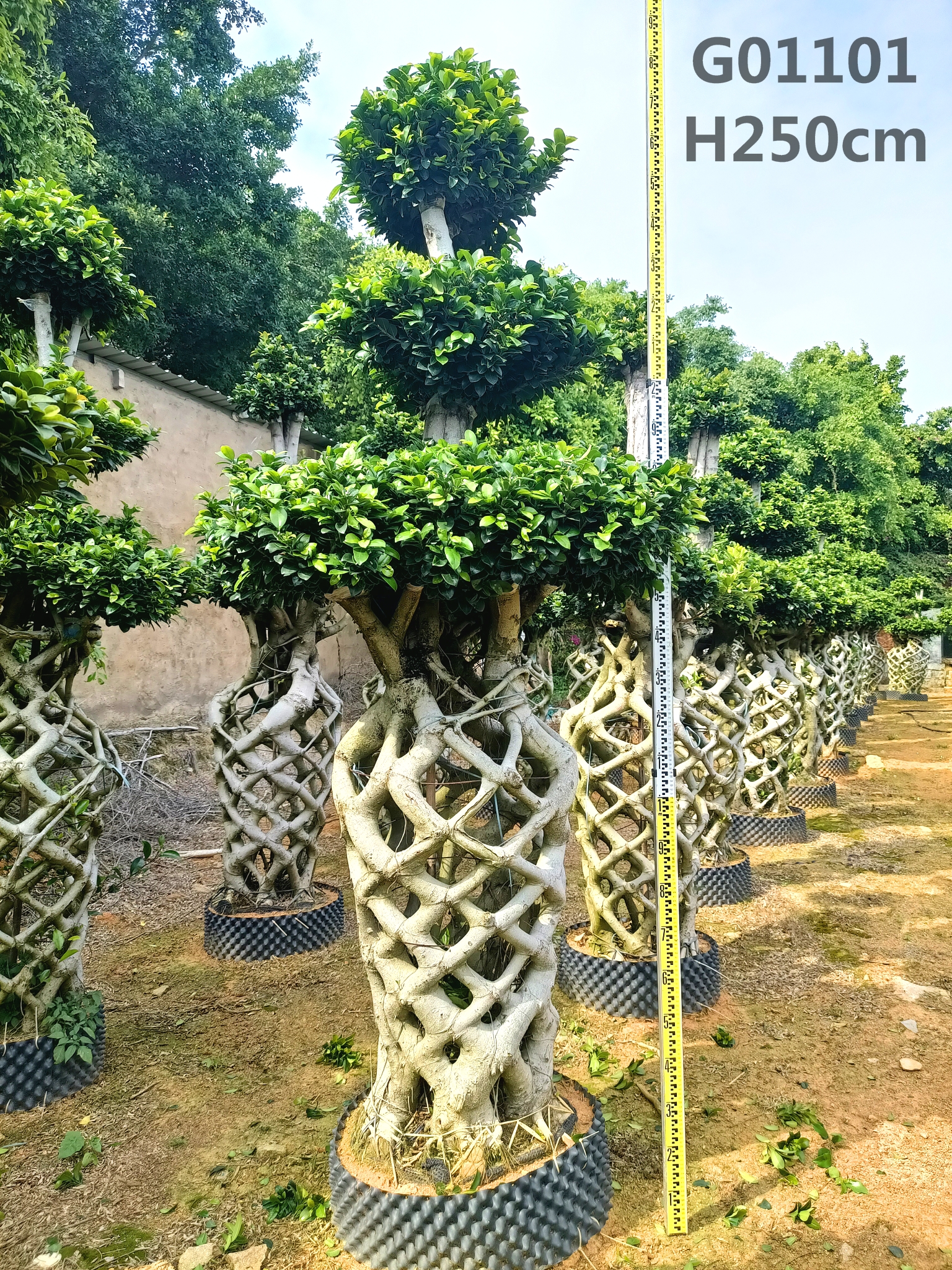 Mawonekedwe a Ficus Cage Wapadera Mawonekedwe Ficus Bonsai H200-250cm Ficus