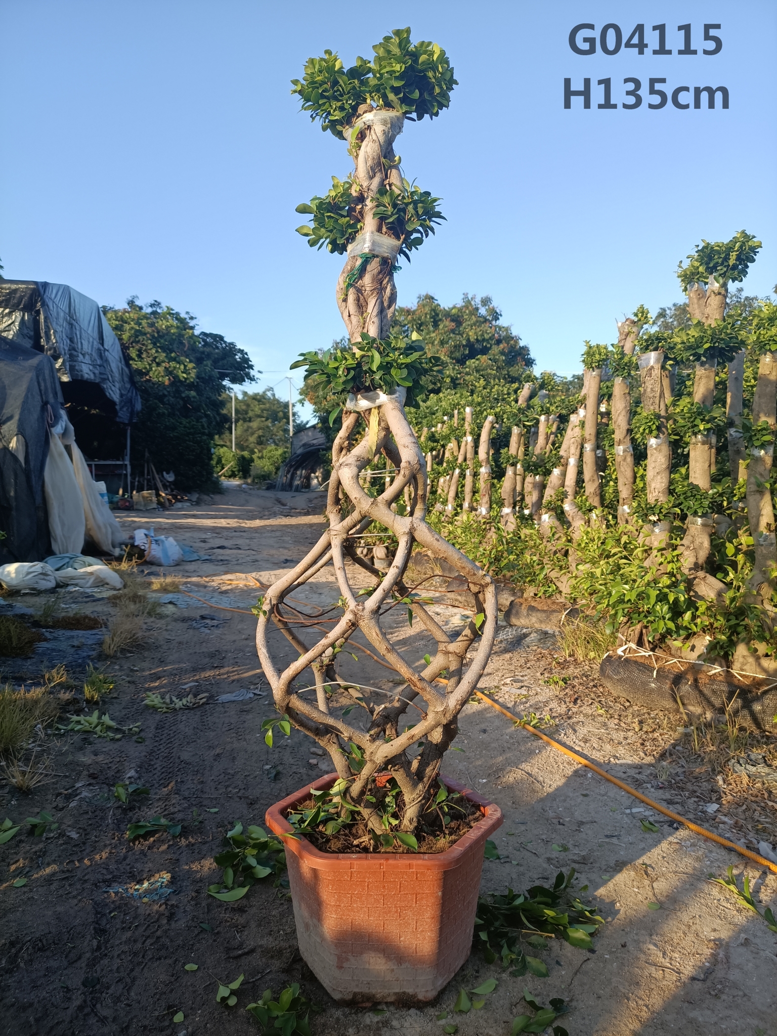 Oblika kletke za fikus s čistim kokopetom Ficus Microcarpa majhne rastline Prikazana slika