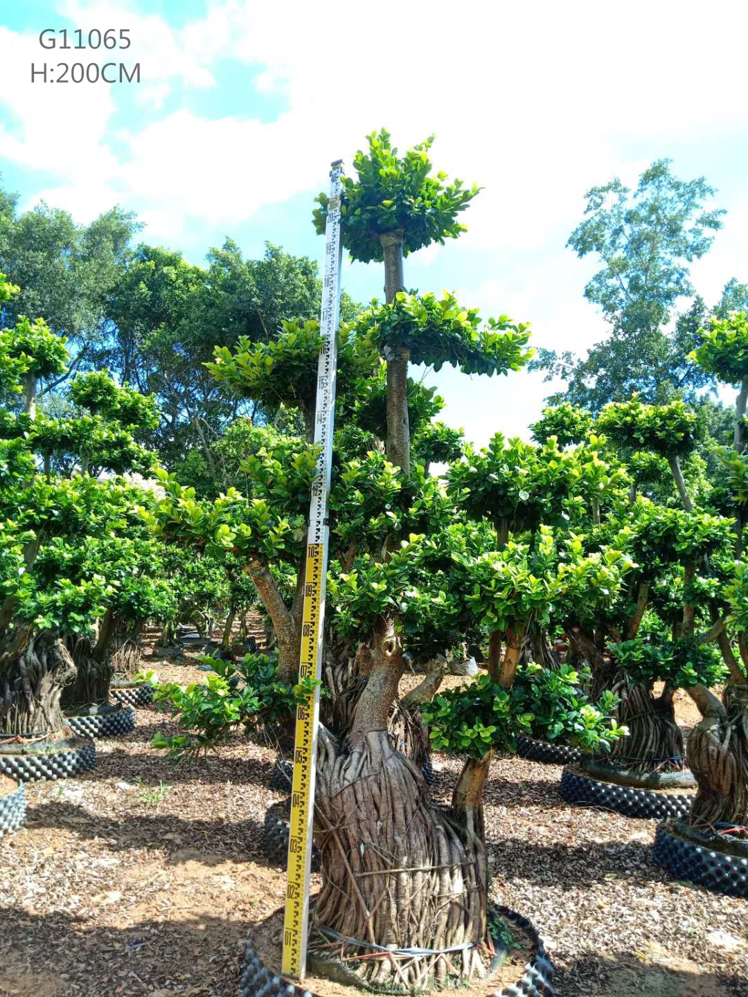 H150-210cm Ficus Cua hauv paus S Loj Ficus Microcarpa Ficus Bonsai Nrog Zoo Zoo