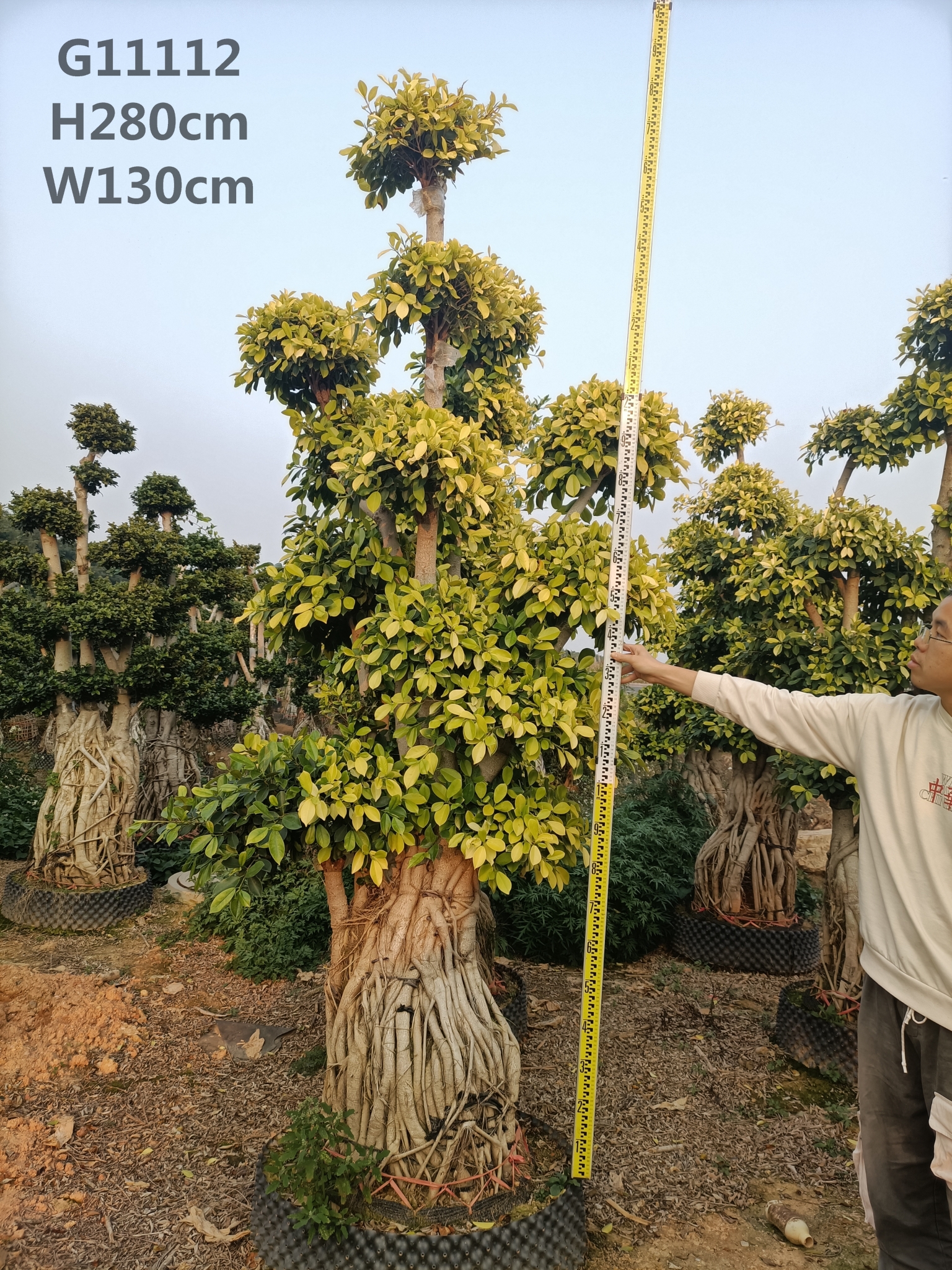 Kitajski dobavitelj Ficus Air Roor M Velikost Ficus Bonsai Ficus Microcarpa Big Ficus