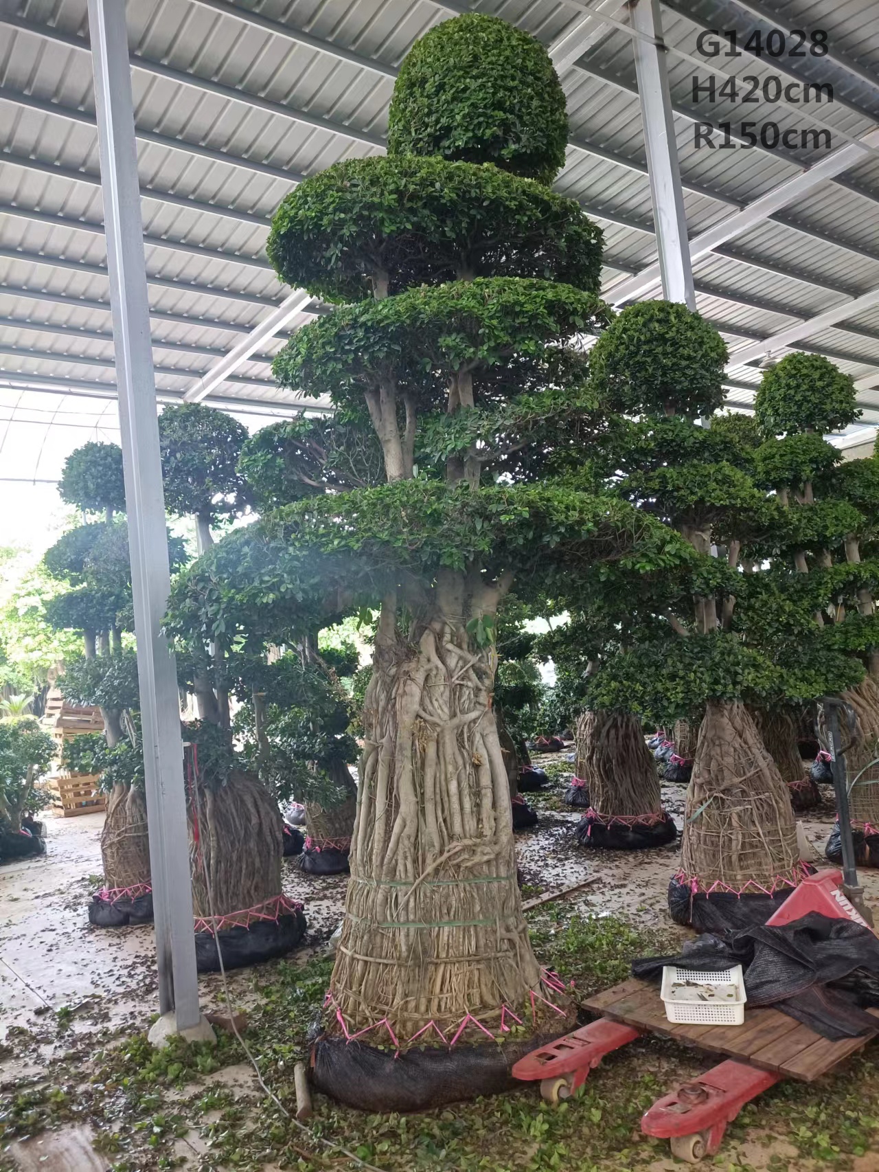 Ficus Air Root XL Kukura Kupisa Kutengesa Ficus Bonsai Ficus Microcarpa H400-460cm
