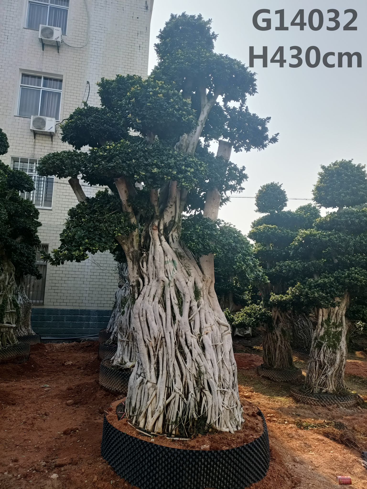 H500cm Ficus Microcarpa Ficus Bonsai Loj Bonsai Ficus Cua hauv paus