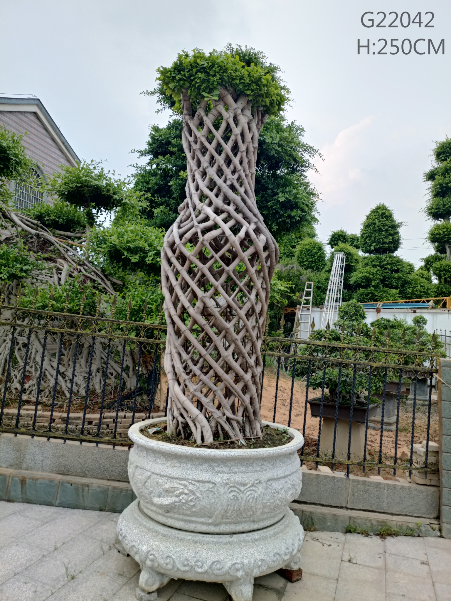 Forma de gaiola de Ficus Forma de botella de Ficus Forma única Ficus Microcarpa Con Bonita Pota