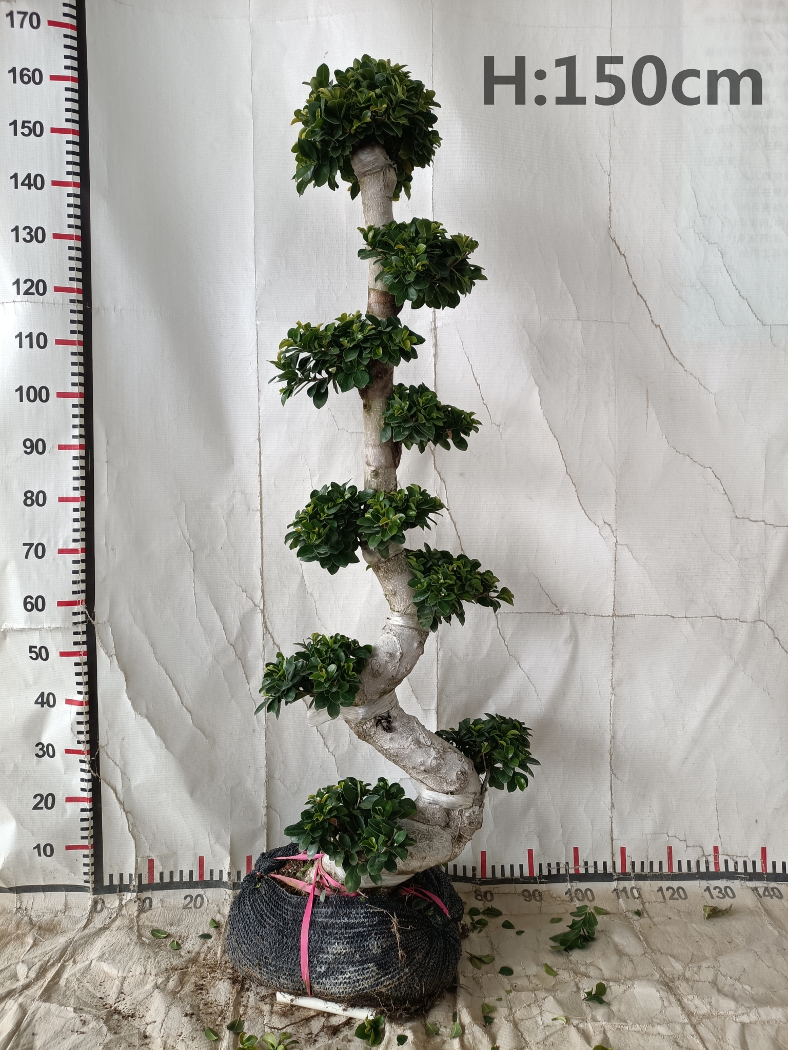 Ficus S chimiro Diki Yakachena Cocopear Plants Ficus Microcarpa Inopisa Inotengeswa Zvirimwa Kubva H40cm Kusvika H100cm