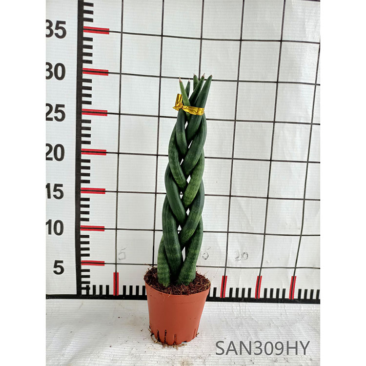 Special Shaided Sansevieria Cylindrica Direct Supply na prodej