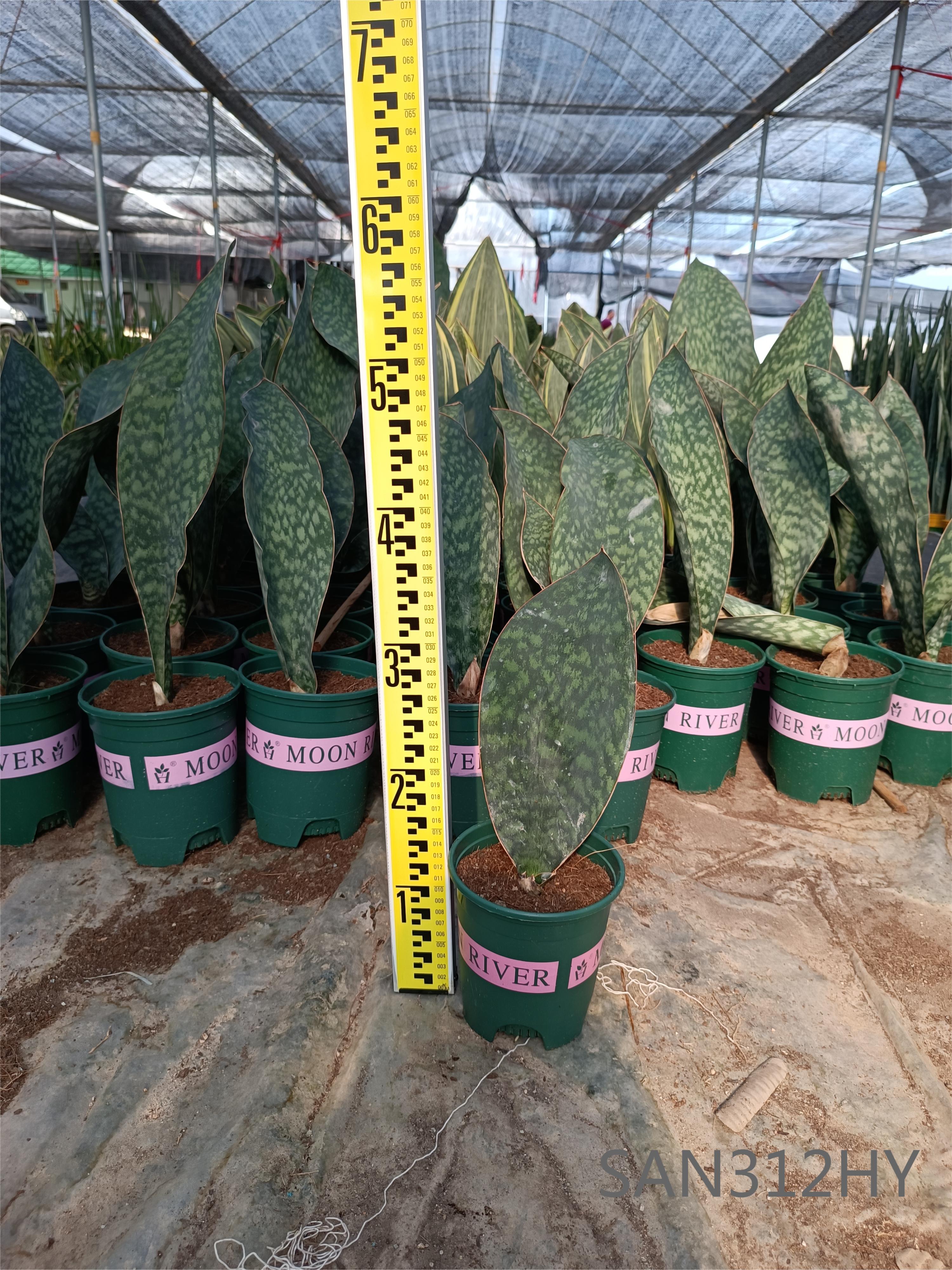 Јединствене биљке на продају Сансевиериа Трифасциата Греен Миррор на продају