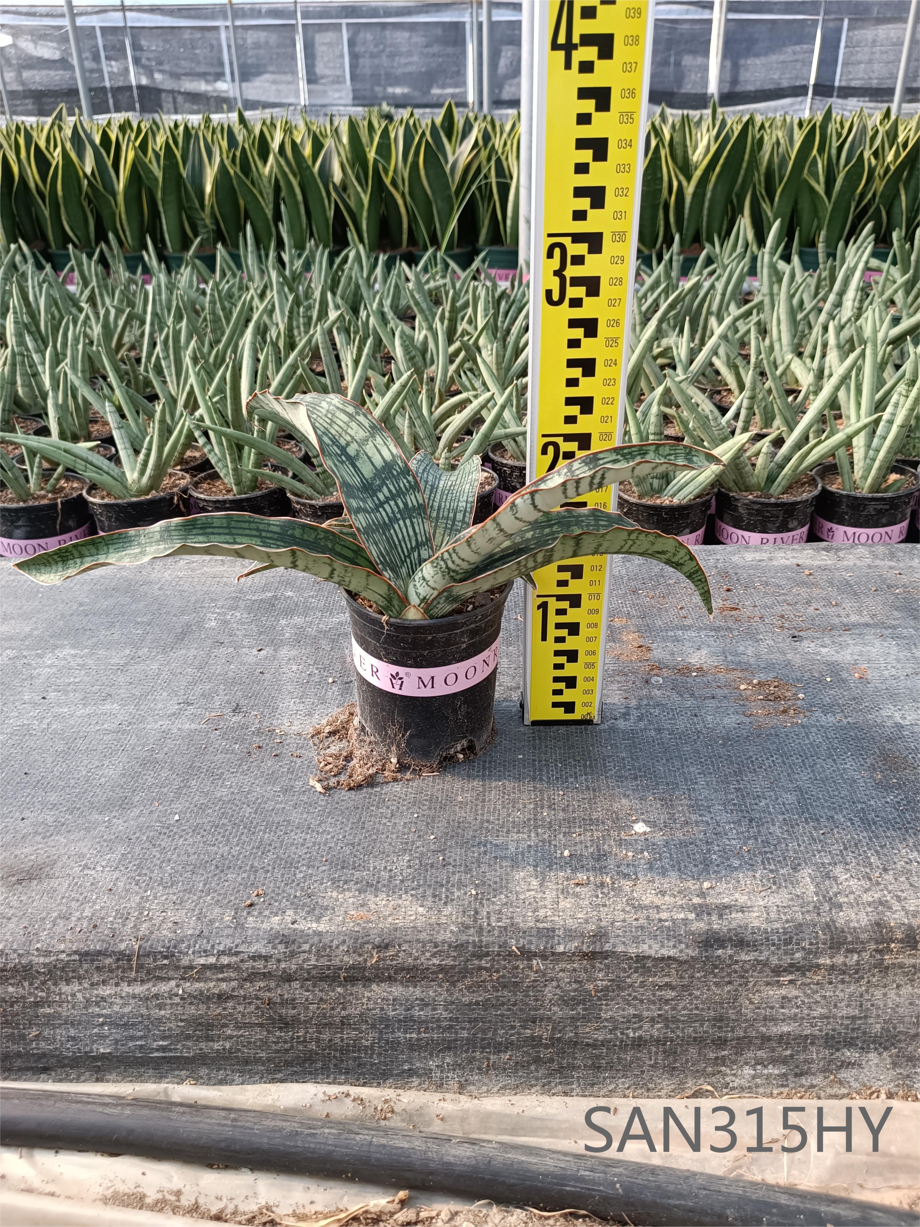 Middle Size Indoor Plants Sansevieria Cleopatra For Sale