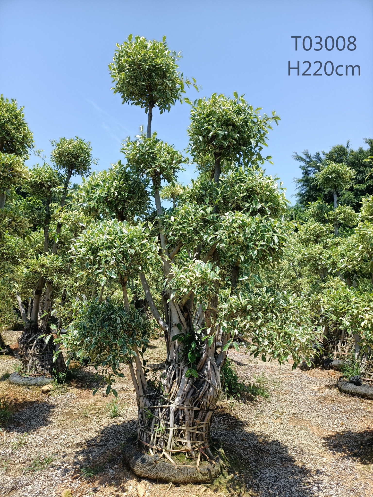 H150-210cm Ficus Cua hauv paus S Loj Ficus Microcarpa Ficus Bonsai Nrog Zoo Zoo