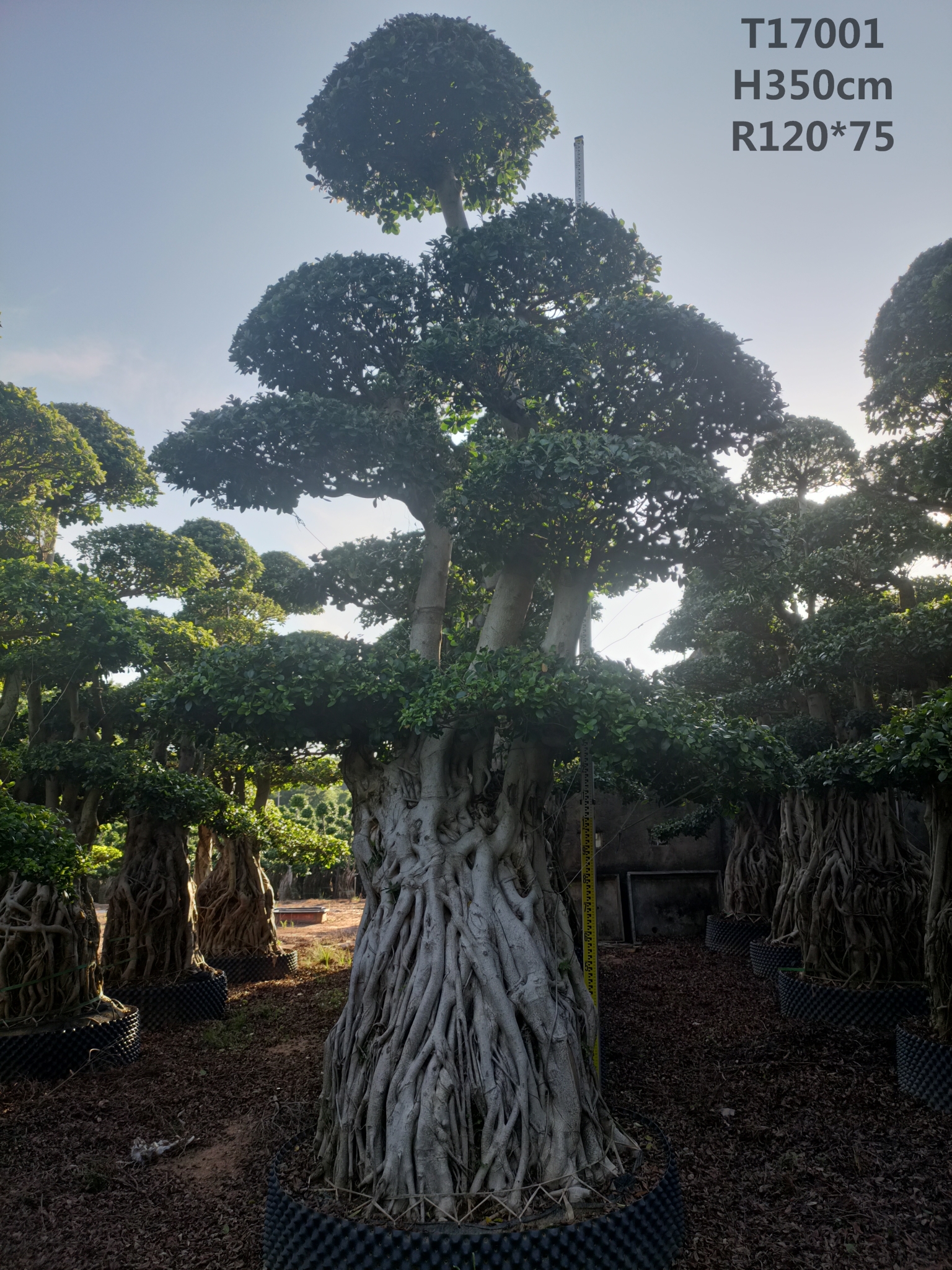 Ficus Microcarpa Ficus Bonsai Air Root L Size Hot Sale Trees