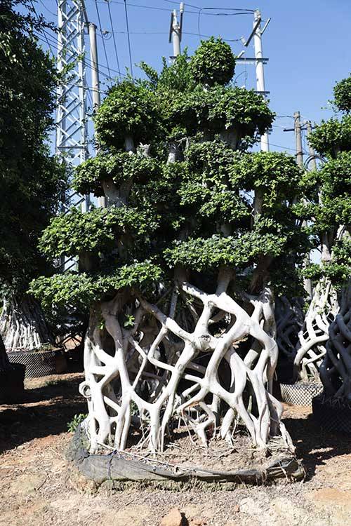 Kínában Ficus szép alakzatú Ficus Microcarpa Fiucs nettó alakja