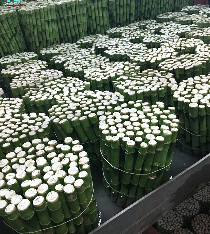 Ravne rastline dracaena za prodajo srečen dizajn bambusa
