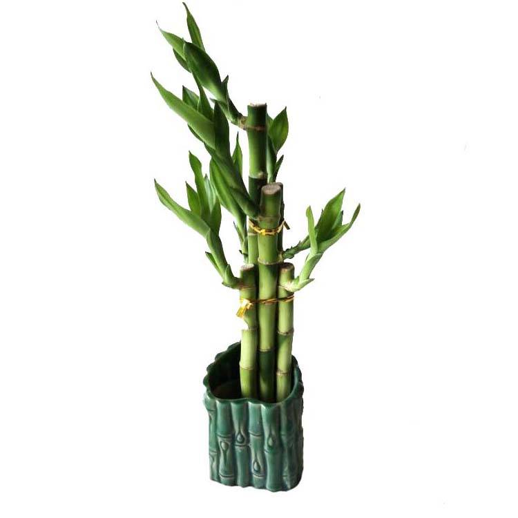 Dracaena rastline za prodajo ravno srečen bambus