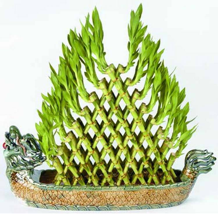 Dracaena braunii Dracaena Sanderiana Pyramid Lucky Bamboo Imagine prezentată