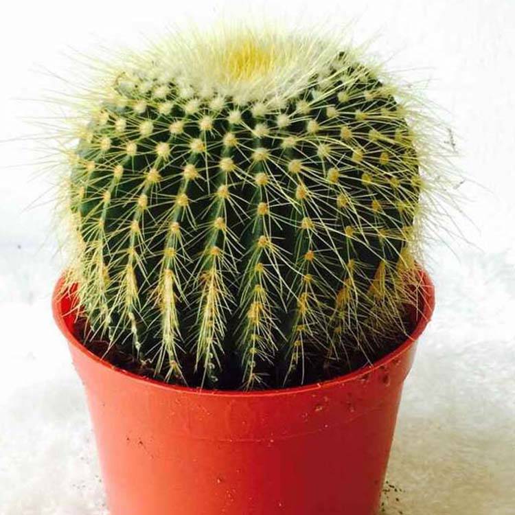 Velik necepljen kaktus Sobne rastline Nice Cactus Bonsai