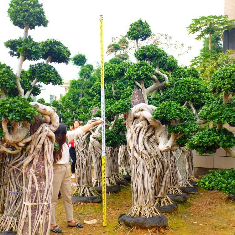 Bishiyar Ficus Siffa ta Musamman Tare da Girman Girman Ficus Dutsen Ficus Ficus Microcarpa