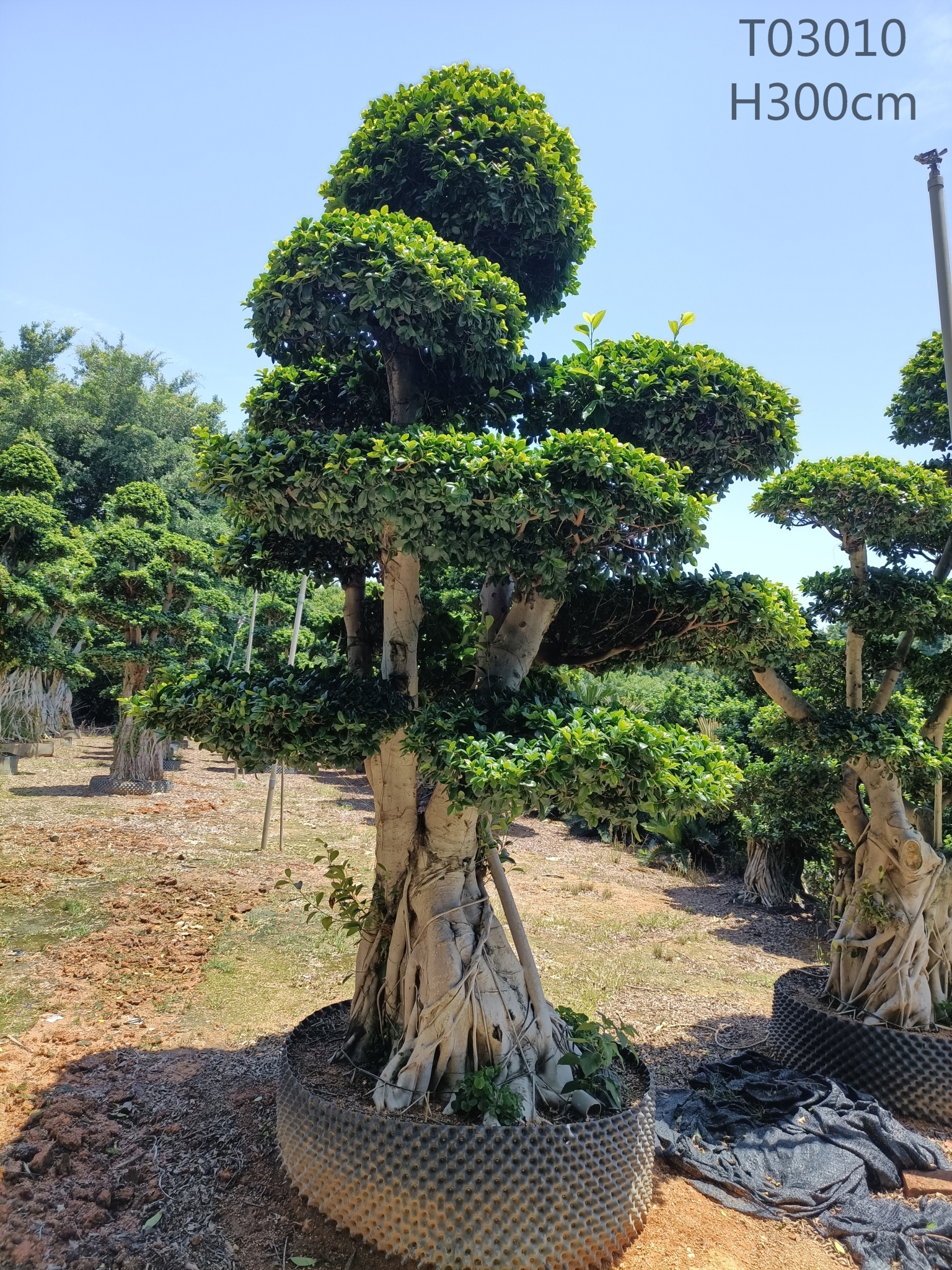 China Different Size Old Fiucs Microcarpa Outdoor Plants Ficus Stump Ficus Bonsai
