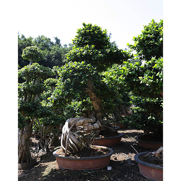 মাঝারি আকারের Ficus Microcarpa আশ্চর্যজনক আকৃতির শিকড় অদ্ভুত শিকড় Ficus গাছ