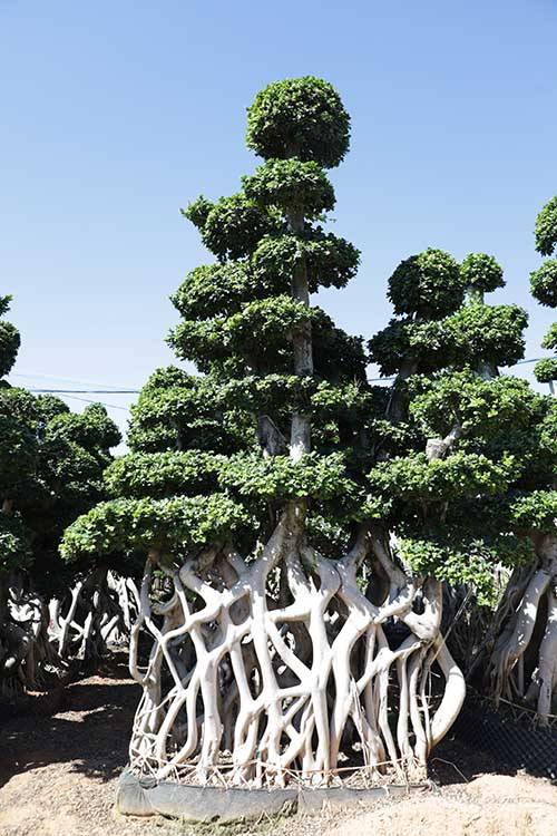 Kínában Ficus szép alakzatú Ficus Microcarpa Fiucs nettó alakja