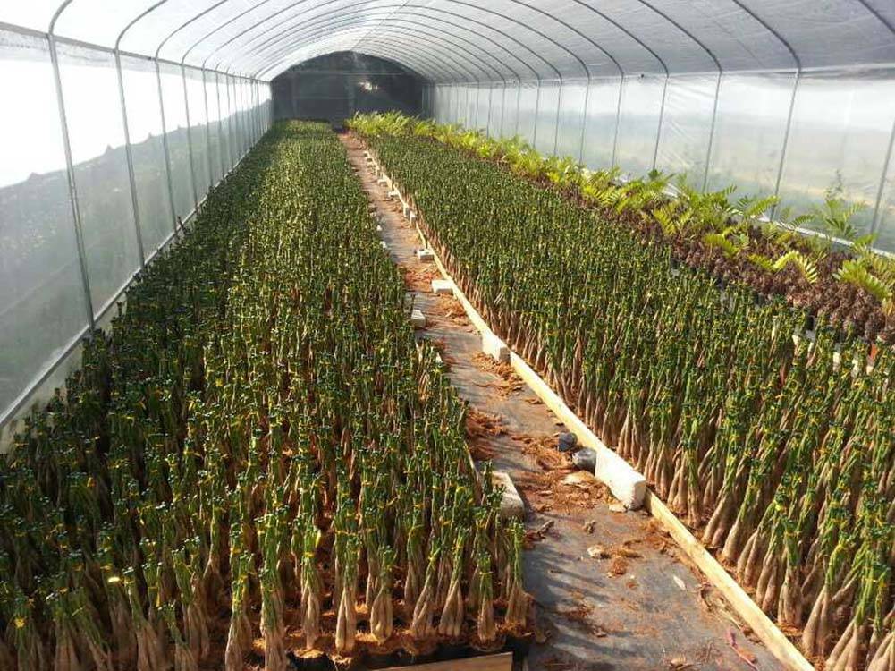 Beltéri és kültéri növények Pénzfák Pachira eladó Kína Közvetlen ellátás