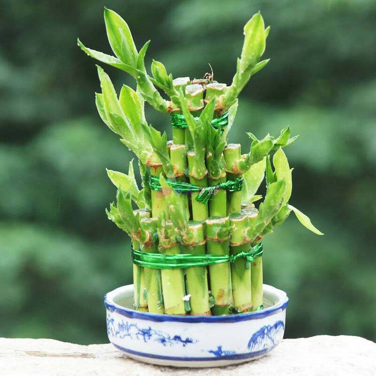 Dracaena Sanderiana Şanslı Bambu Kapalı Bonsai