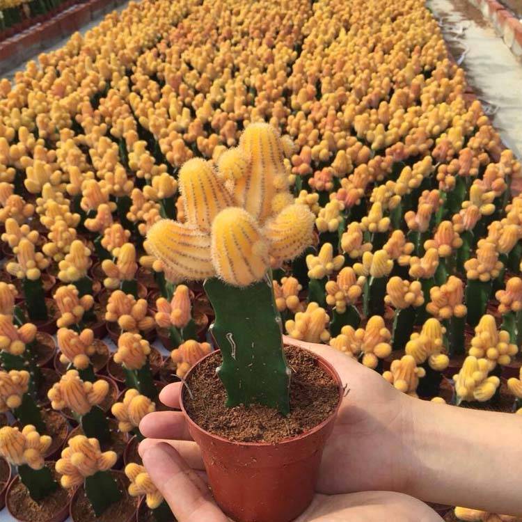 Kitajska notranja dekoracija Grated Cactus Plant z dobrim Pirce in kakovostjo