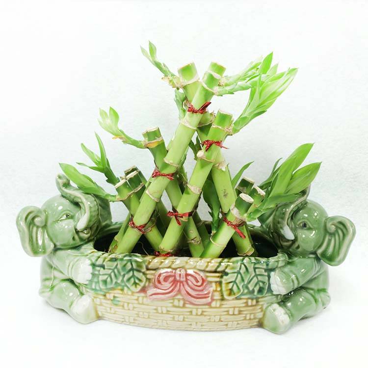 Etxeko dekorazioa bonsai triangelu dorrea lucky banbu