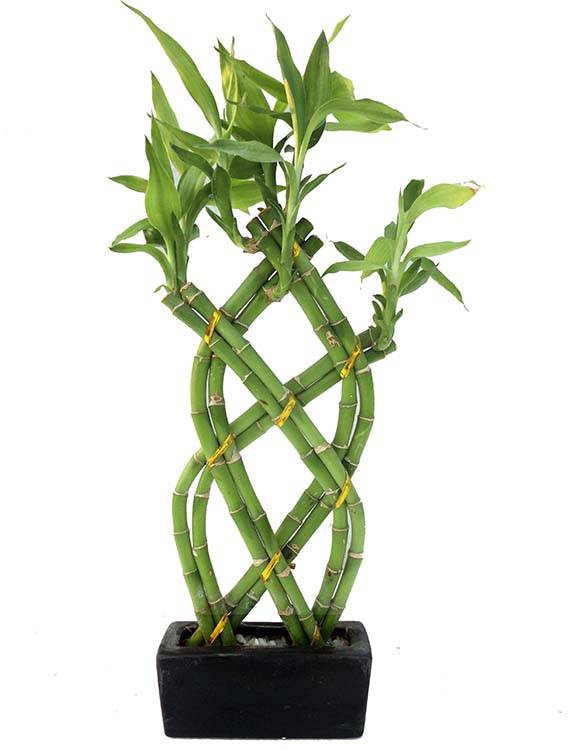 bambú de la suerte (Dracaena Sanderiana) para interior