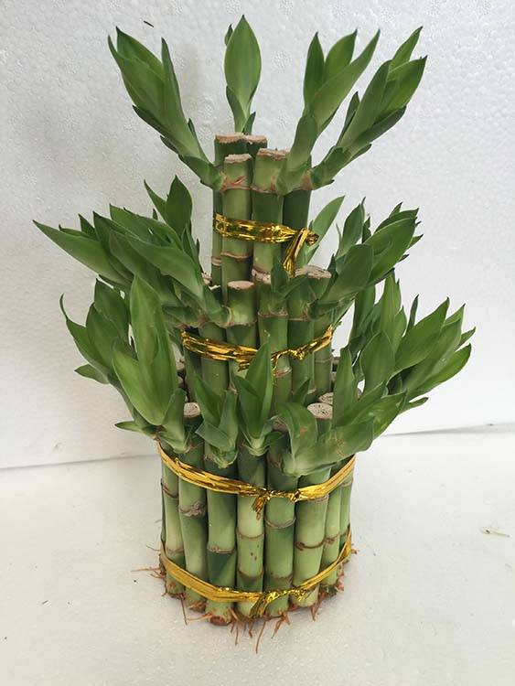 mini okrasni okrasni stolp srečne rastline bambusa