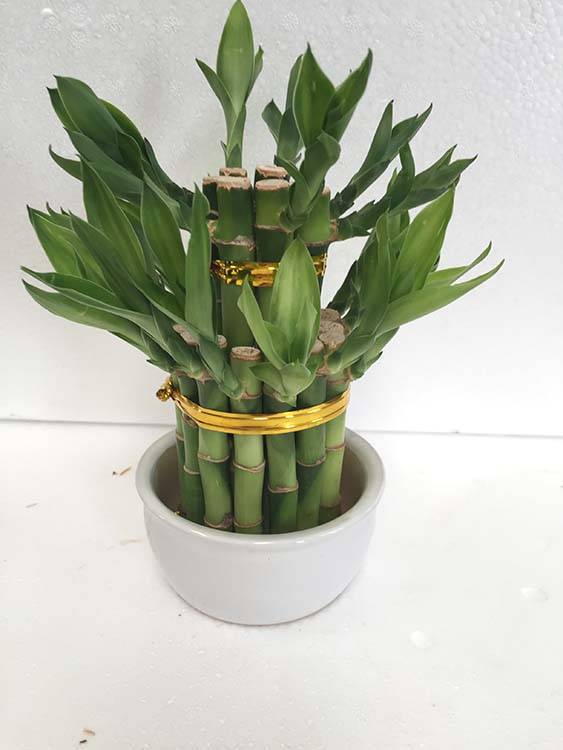 Dracaena Sanderiana Lucky Bamboo Indoor Bonsai