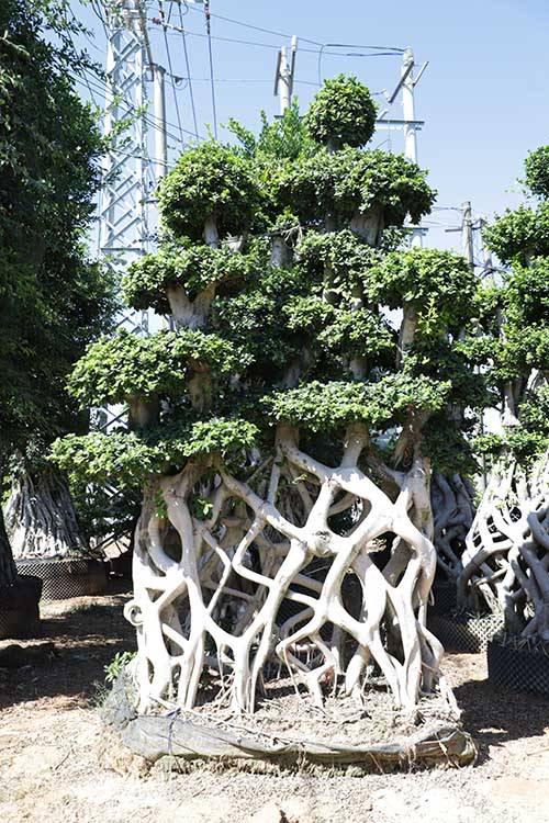 China Supply Ficus Nice Chimiro Ficus Microcarpa Fiucs Net Shape