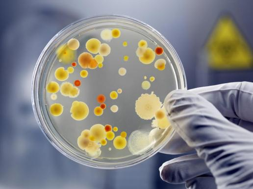 Baktériumi Hadsereg a magas ammónia-nitrogéntartalmú szennyvizek kezelésére