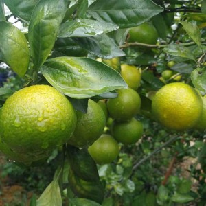 Impire measan citris ùr orains - craiceann milis, ùrachail & tana