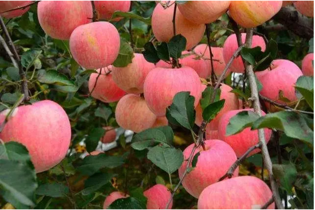 Kas ir barojošāks, ābolu āda vai ābolu mīkstums?