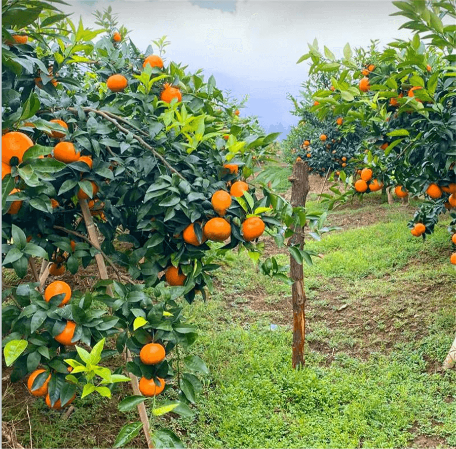 O que você sabe sobre a tangerina?